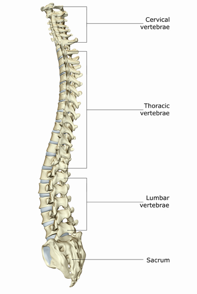 Vertebral Fractures 