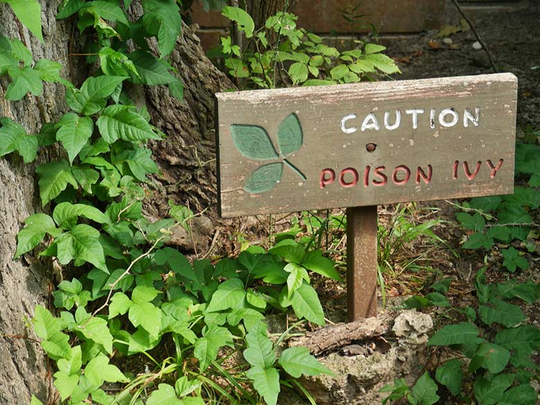 with five leaves poisonous plants